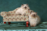 2 Perser Colourpoint Kätzchen / 2 persian colourpoint kitten