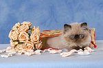 Perser Colourpoint Kätzchen / persian colourpoint kitten