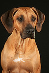 Rhodesian Ridgeback