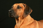 Rhodesian Ridgeback