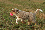 Miniature Australian Shepherd Welpe / miniature australian shepherd puppy