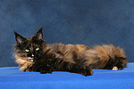 Maine Coon