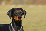 Dobermann / doberman pinscher