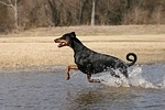 Dobermann / doberman pinscher