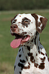 Dalmatiner / dalmatian