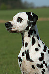 Dalmatiner / dalmatian