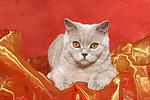 Britisch Kurzhaar / british shorthair