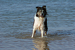 Border Collie steht im Wasser / bathing Border Collie