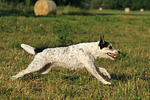 Parson Russell Terrier