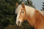 Haflinger Portrait / haflinger horse portrait