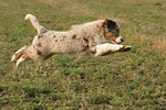 Miniature Australian Shepherd Welpe / miniature australian shepherd puppy