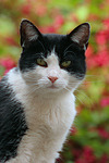 Hauskatze / domestic cat