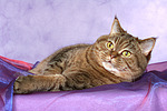 Britisch Kurzhaar / british shorthair