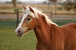 Haflinger Portrait / haflinger horse portrait