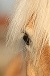 Haflinger Auge / haflinger horse eye