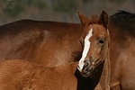 Deutsches Reitpony / pony