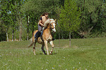 Frau reitet Haflinger / woman rides haflinger horse