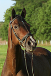 Warmblut Portrait / warmblood portrait