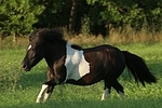 Shetland Pony