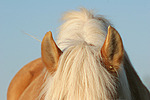 Haflinger Ohren / haflinger horse ears