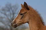 Deutsches Reitpony / pony