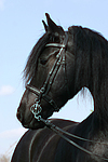 Friese / frisian horse