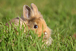 junges Löwenköpfchen / young lion-headed rabbit
