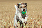 spielender Parson Russell Terrier / playing PRT