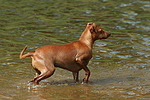 Rehpinscher / miniature pinscher