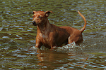 Rehpinscher / miniature pinscher