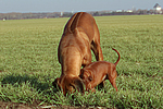 Ridgeback Ridgeback und Rehpinscher / ridgeback ridgeback and miniature pinscher