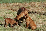 Ridgeback Ridgebacks und Zwergpinscher / ridgeback ridgebacks and miniature pinscher