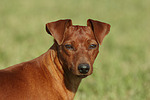 Rehpinscher Portrait / miniature pinscher portrait