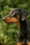 Dobermann / doberman pinscher