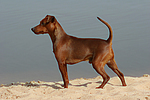 Rehpinscher / miniature pinscher