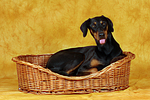 Dobermann im Körbchen / Doberman Pinscher in basket