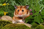 Goldhamster / golden hamster