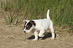 Parson Russell Terrier Welpe / parson russell terrier puppy