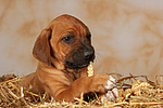 Rhodesian Ridgeback Welpe / rhodesian ridgeback puppy