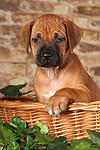 Rhodesian Ridgeback Welpe / rhodesian ridgeback puppy