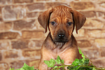 Rhodesian Ridgeback Welpe / rhodesian ridgeback puppy