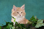 Maine Coon Kätzchen Portrait / maine coon kitten portrait