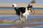 spielender Border Collie am Strand / playing Border Collie at beach