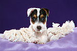 Parson Russell Terrier Welpe / parson russell terrier puppy