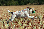 spielender Parson Russell Terrier / playing PRT