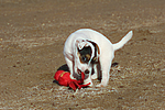 Parson Russell Terrier Welpe / parson russell terrier puppy