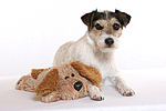 Parson Russell Terrier