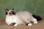 Ragdoll