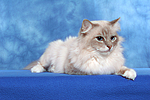 Heilige Birma / sacred birman