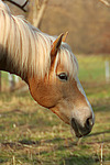 Haflinger Portrait / haflinger horse portrait